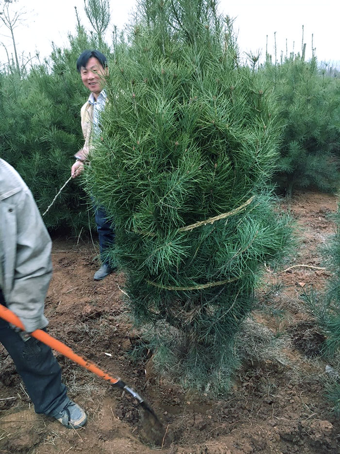 2米精品蓝田白皮松发往延安