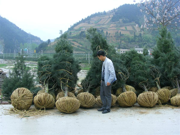 影响白皮松根系生长的因素有哪些？