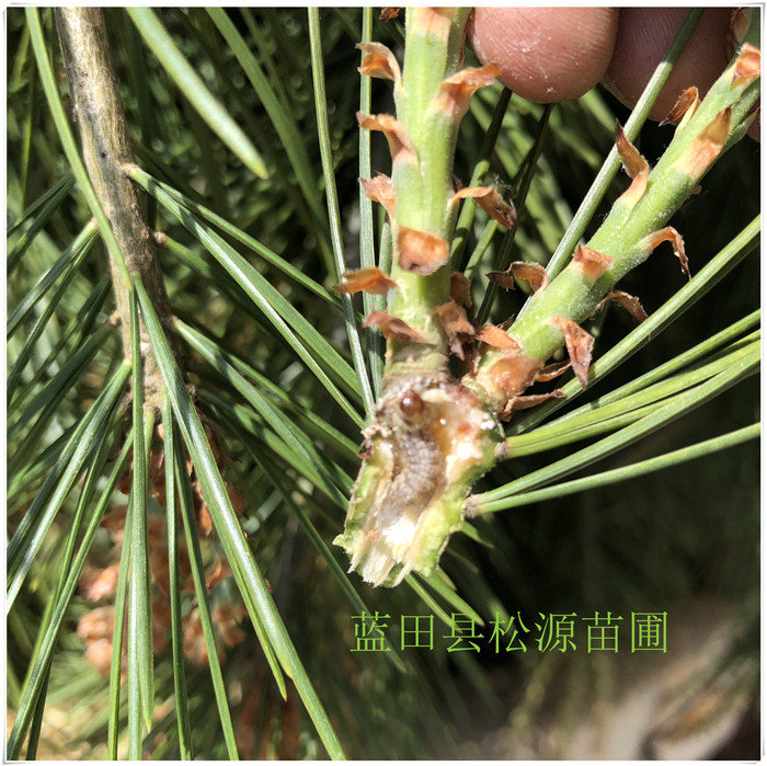 白皮松，松梢螟图片